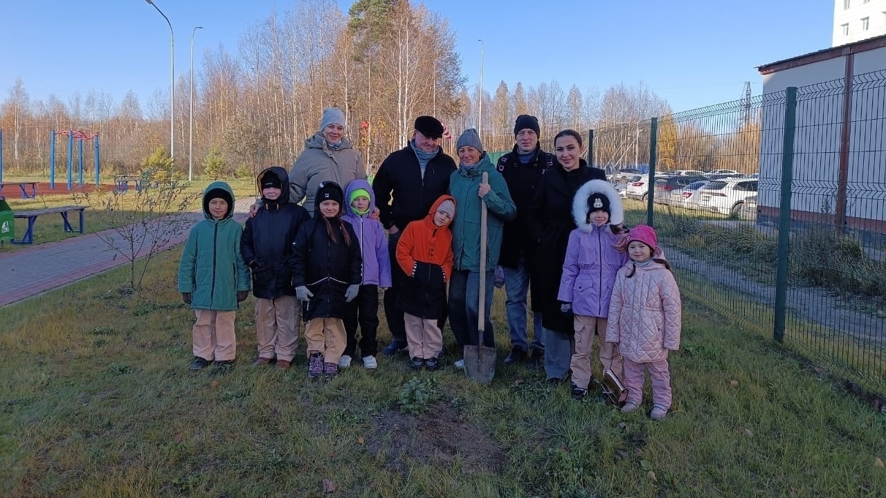 Посадка голубых елей